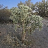 Review photo of Cactus Forest Dispersed by Rocco , December 31, 2020