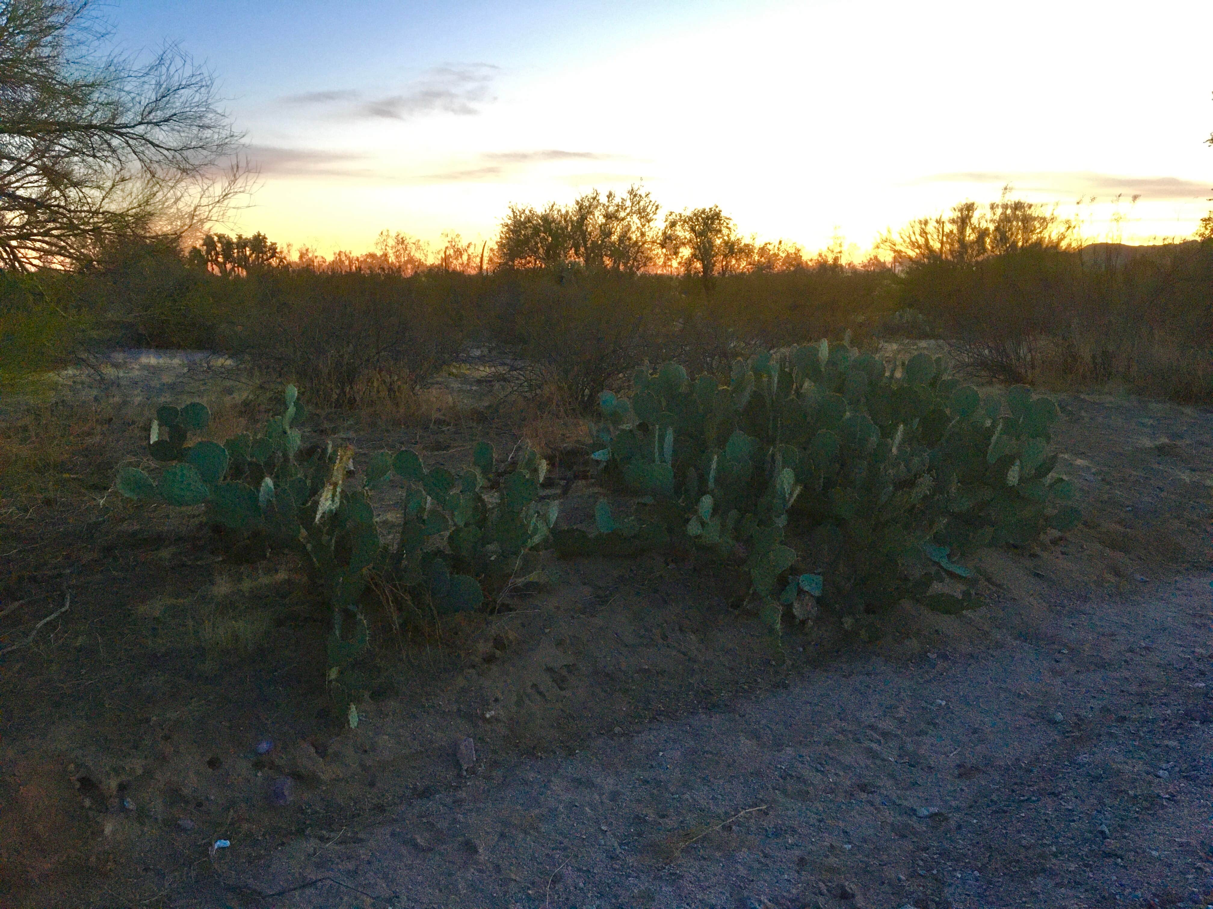 Cactus Forest Dispersed