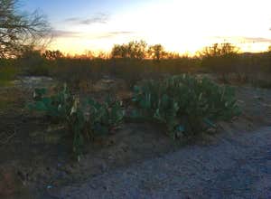 Cactus Forest Dispersed
