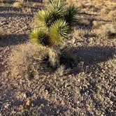 Review photo of Red Rock Canyon National Conservation Area - Red Rock Campground by Michael K., January 29, 2021