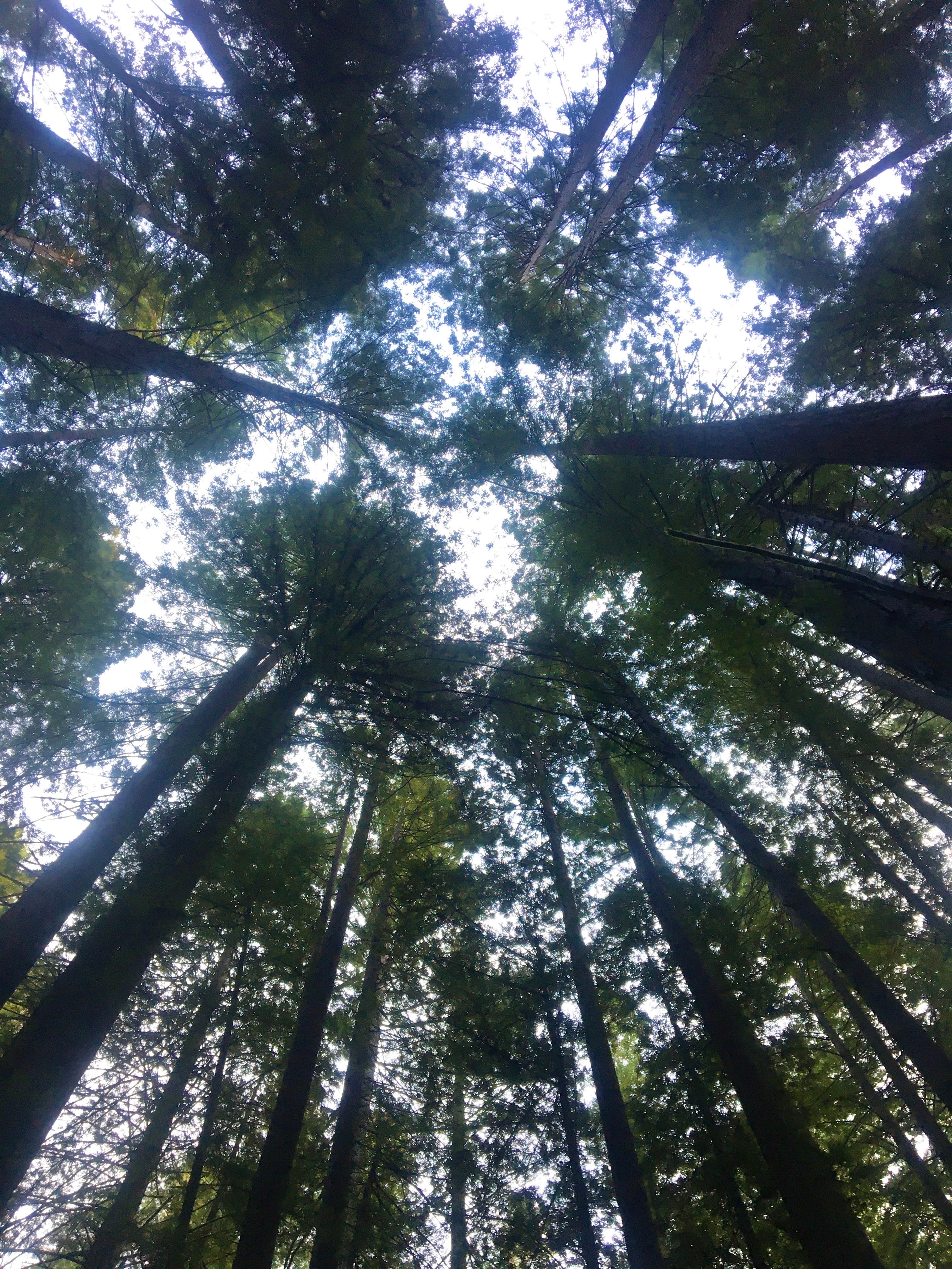 Camper-submitted photo at Abalone Campground — Sue-meg State Park near Blue Lake, CA