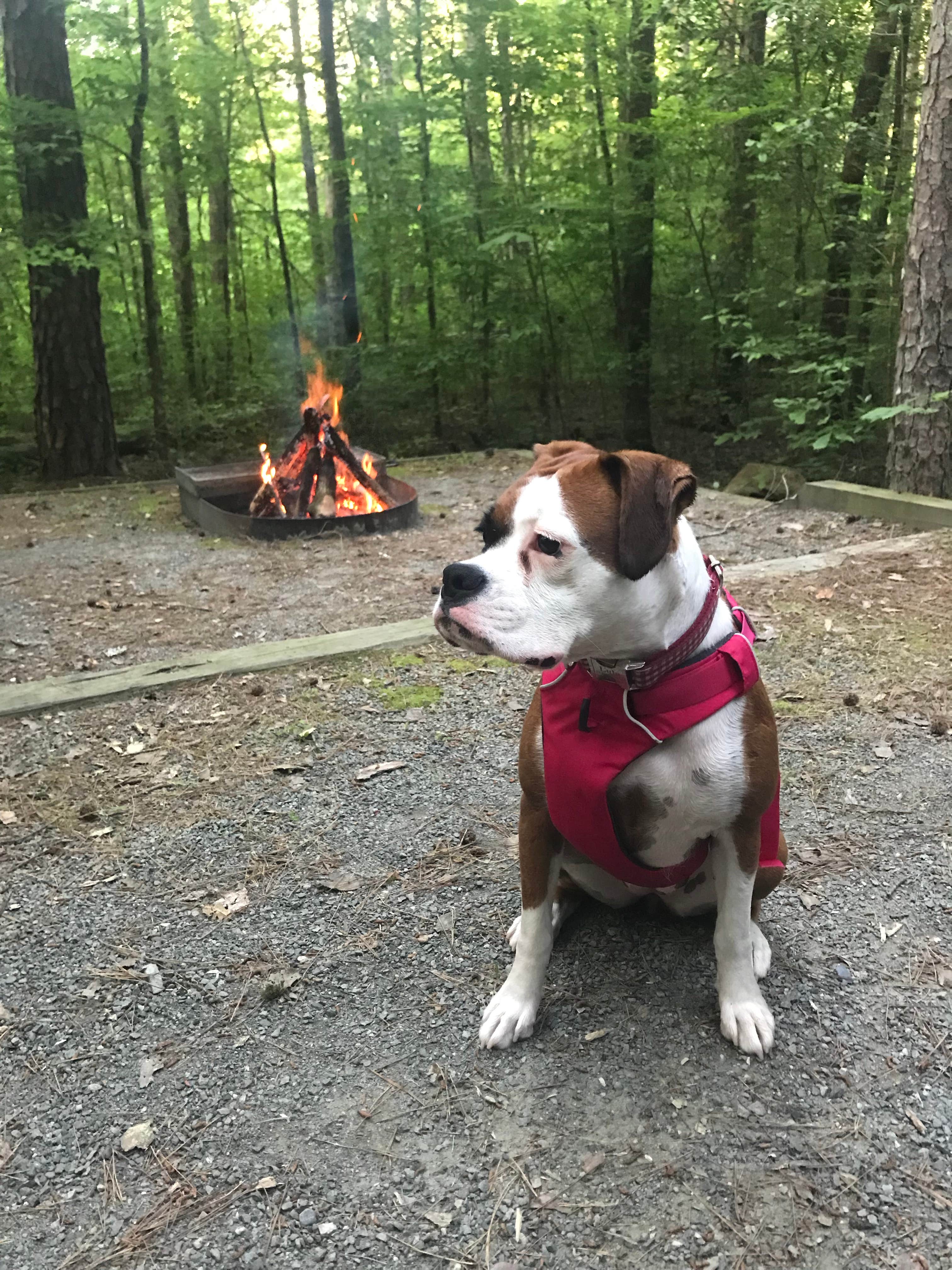 Camper submitted image from Sandbar Area Campsites — Cossatot River State Park - Natural Area - 5