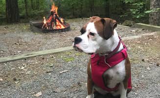Ana A.'s photo of camping with pets at Sandbar Area Campsites — Cossatot River State Park - Natural Area near Langley, AR