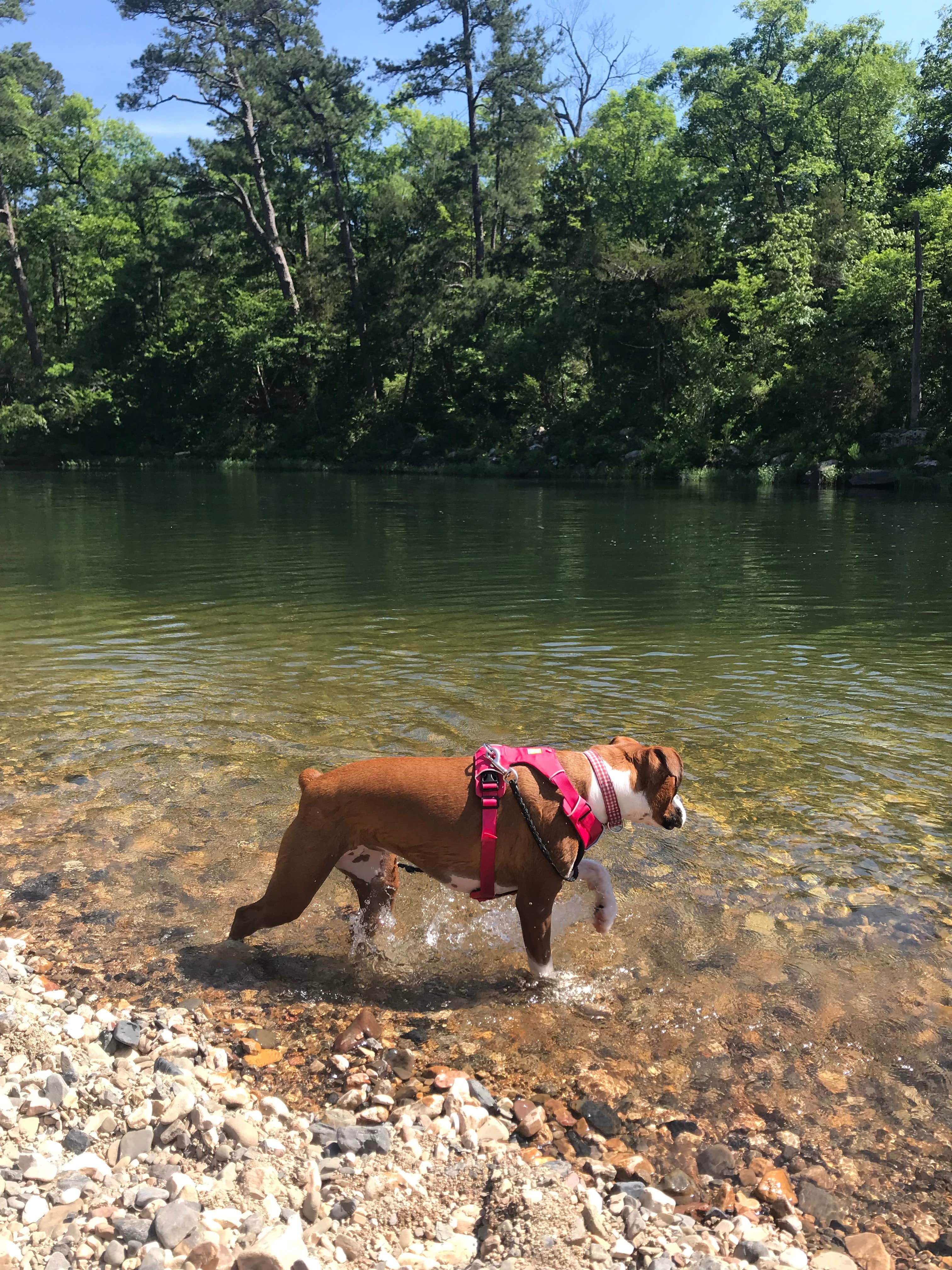 Camper submitted image from Sandbar Area Campsites — Cossatot River State Park - Natural Area - 3