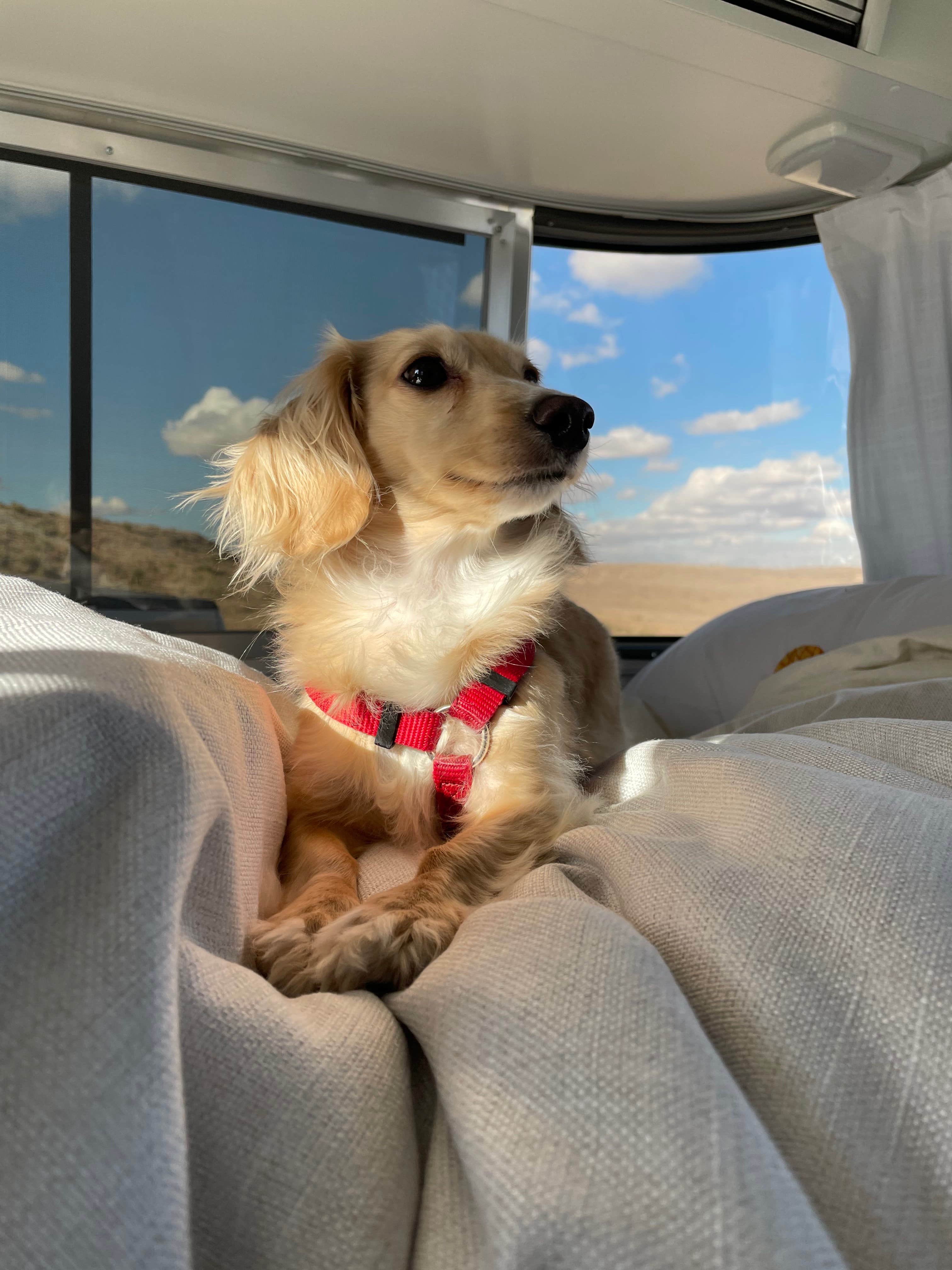 Taylor B.'s photo of camping with pets at Pawnee Buttes - Dispersed Camping near Pine Bluffs, WY
