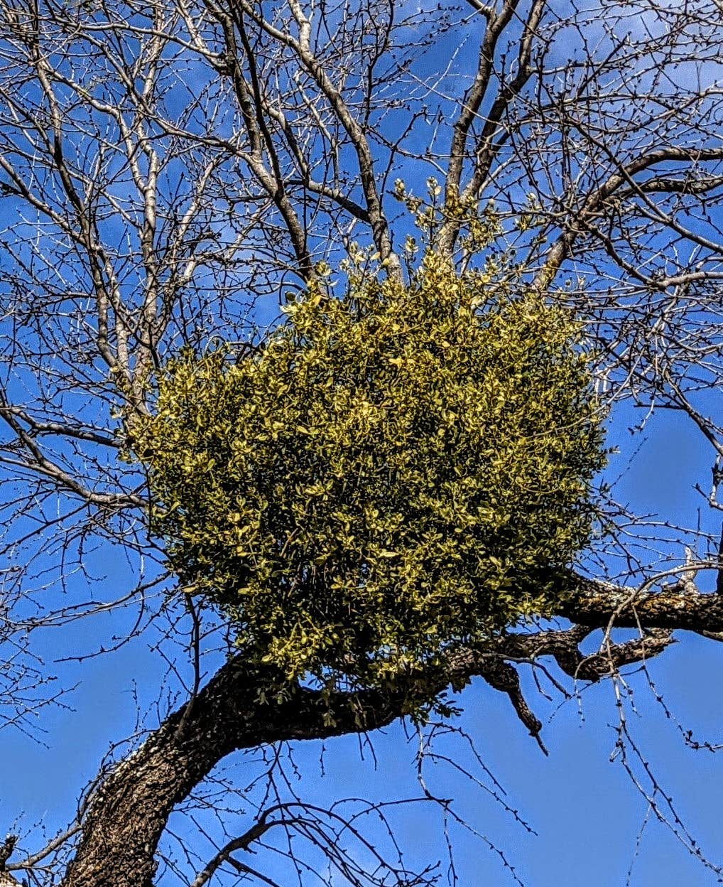 Camper-submitted photo at Muleshoe Bend - Lake Travis near Leander, TX