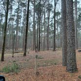 Review photo of Lake D'Arbonne State Park — New Lake D'arbonne State Park by Steve S., January 31, 2021