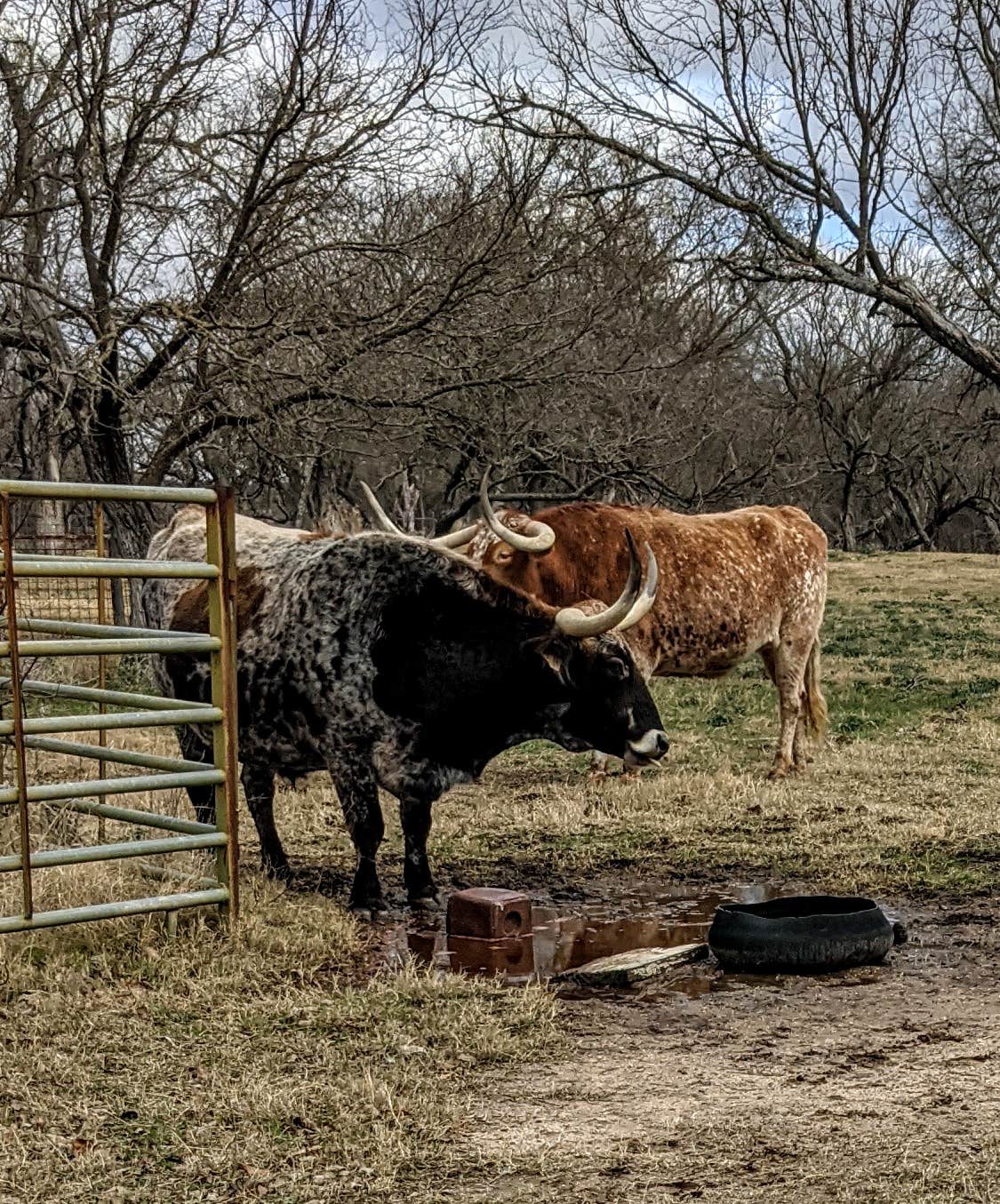 Gillespie County Safety Rest Area near Lyndon B Johnson State Park Campground