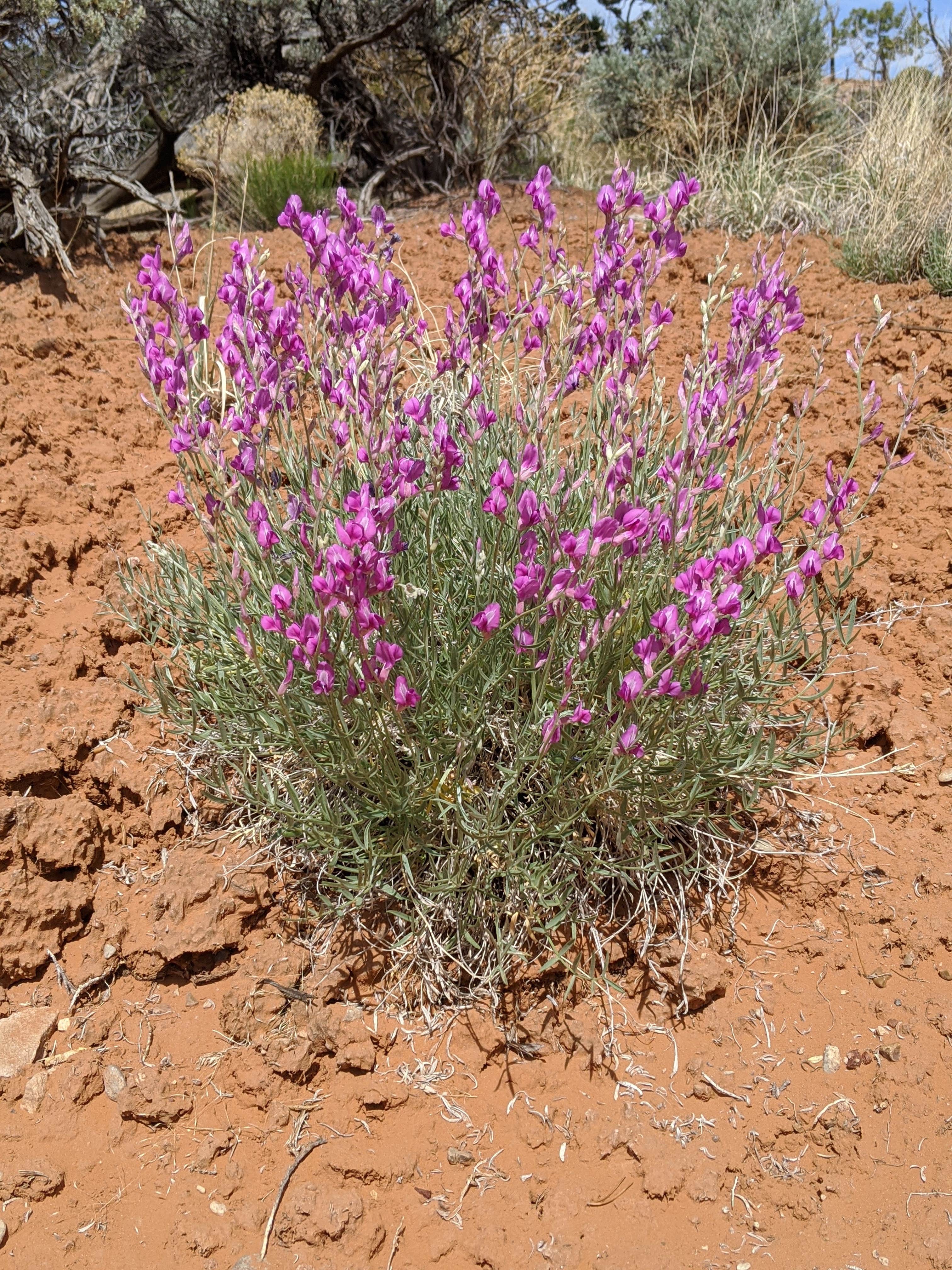 Camper-submitted photo at Basin Campground — Kodachrome Basin State Park near Henrieville, UT