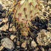 Review photo of San Pedro Campground — Amistad National Recreation Area by Shari  G., January 31, 2021