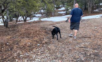 Brittney  C.'s photo of camping with pets at Champion Road Dispersed Campsites near Mount Charleston, NV