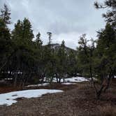 Review photo of Champion Road Dispersed Campsites by Brittney  C., January 31, 2021