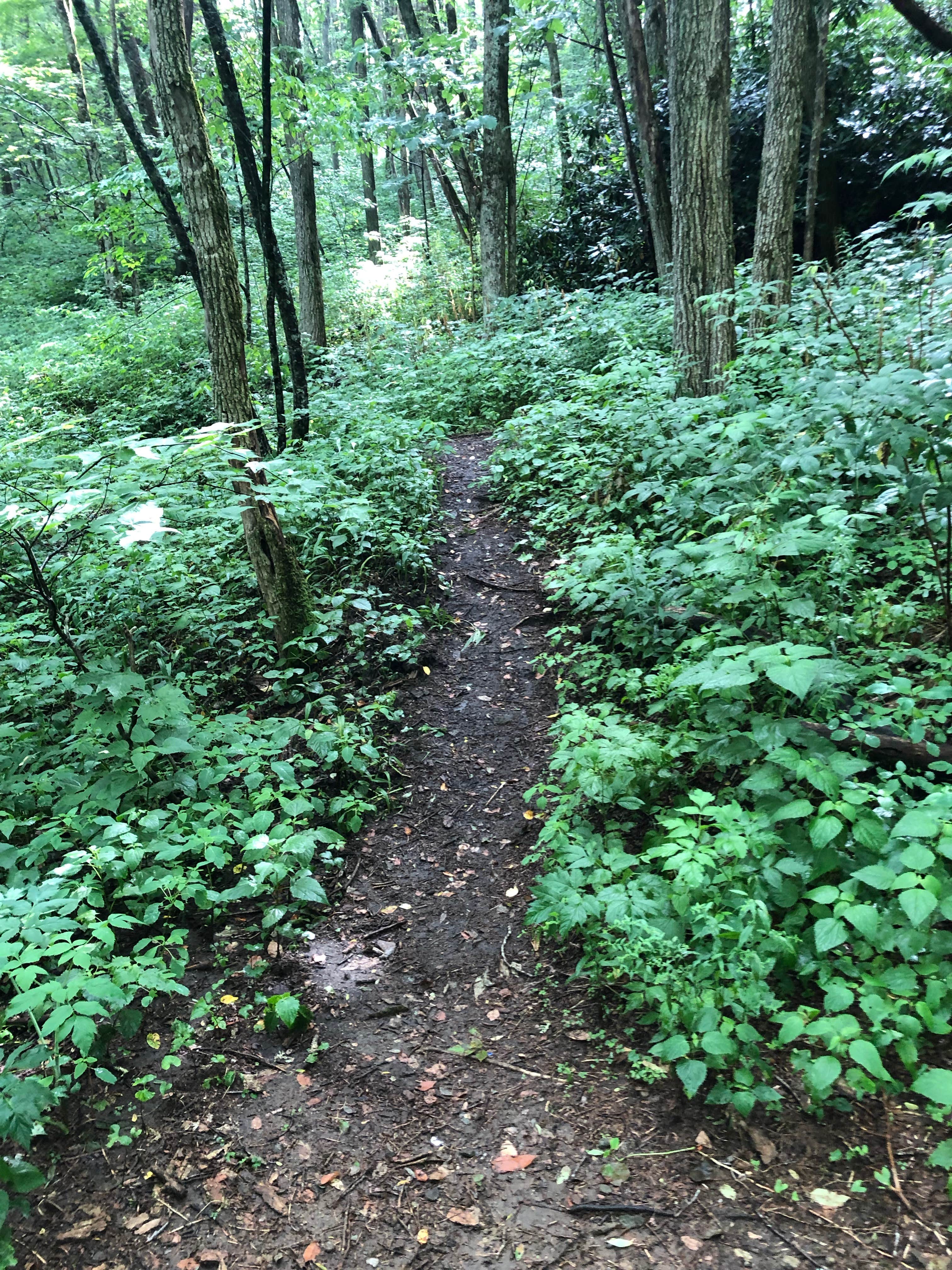 Camper-submitted photo at Mooney Gap Backcountry Group Campsite near Otto, NC