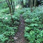 Review photo of Mooney Gap Backcountry Group Campsite by Asher K., January 31, 2021