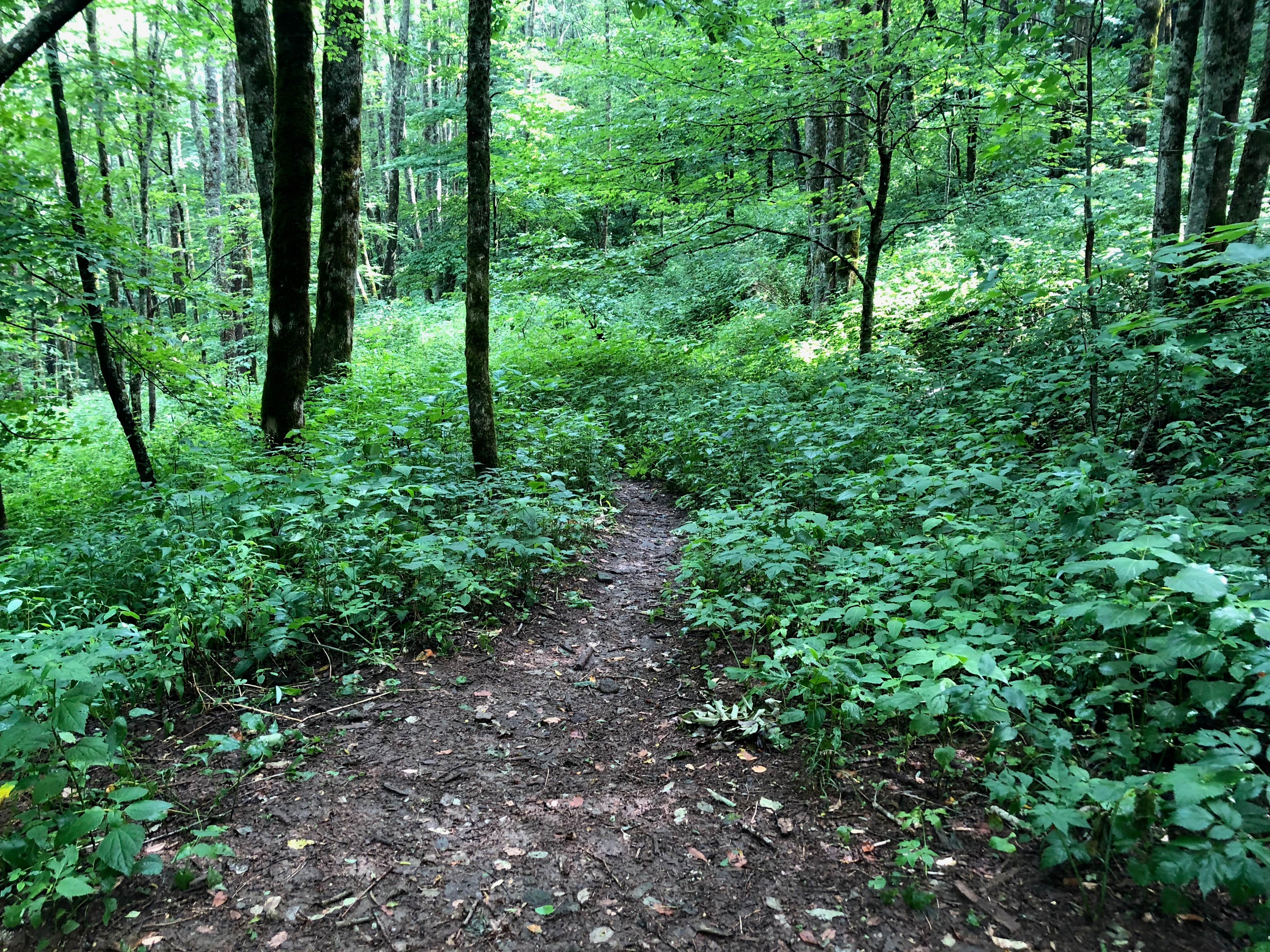 Camper submitted image from Mooney Gap Backcountry Group Campsite - 1