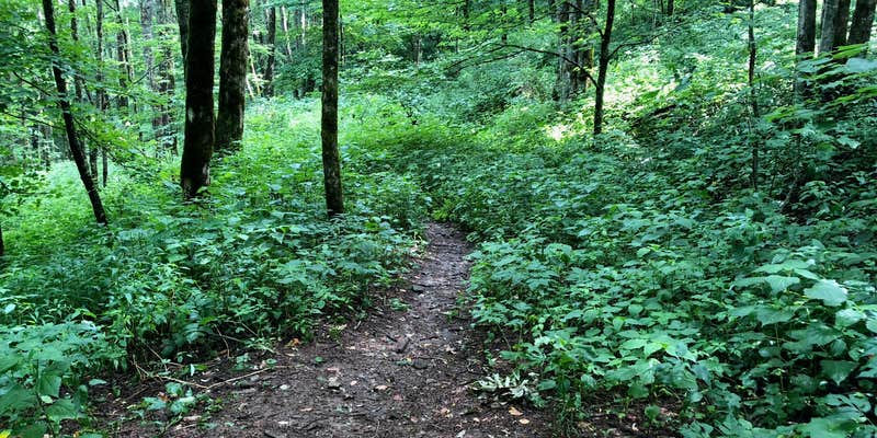 Camper submitted image from Mooney Gap Backcountry Group Campsite