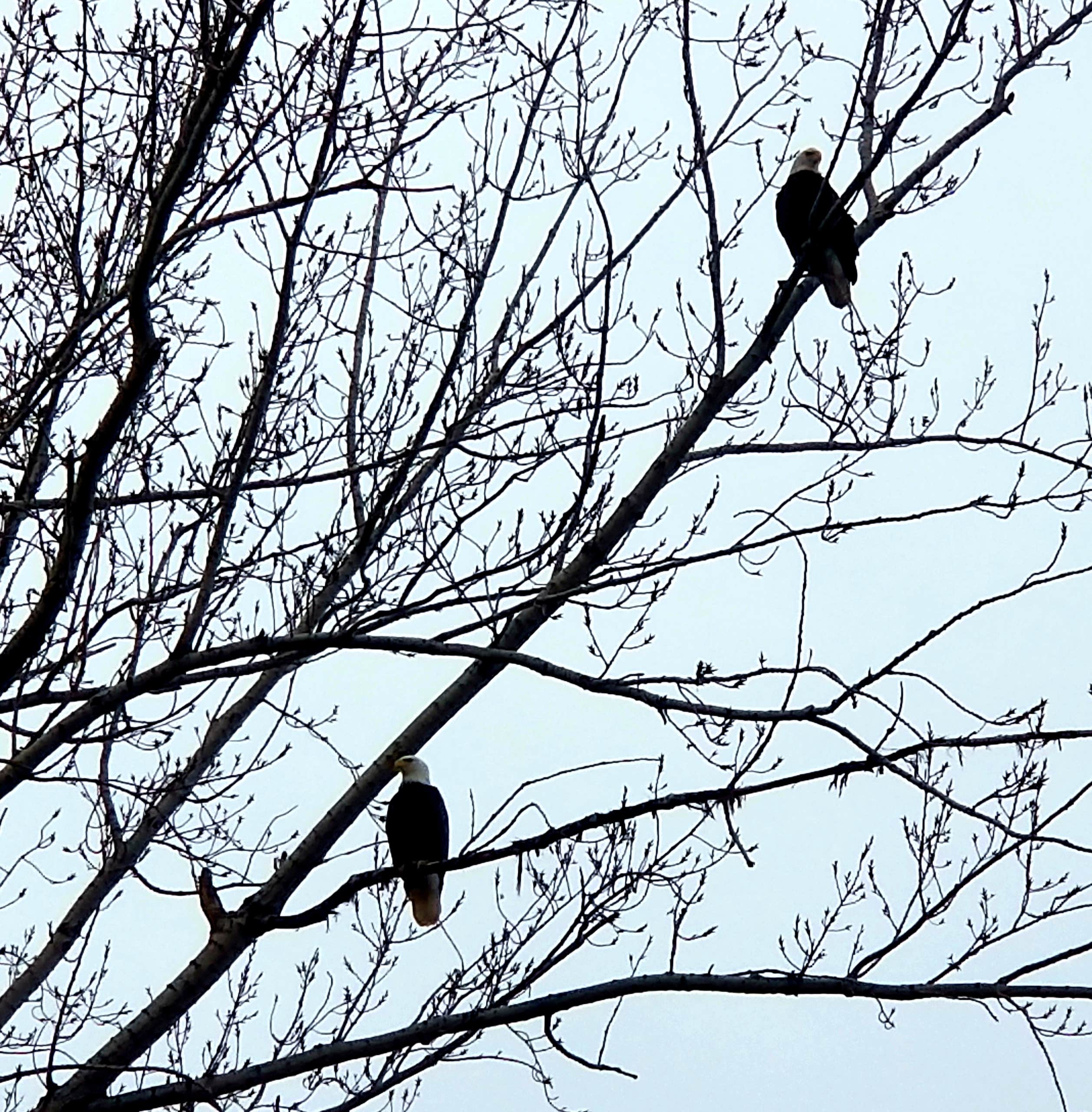 Camper-submitted photo at Boardman Marina Park near Prosser, WA