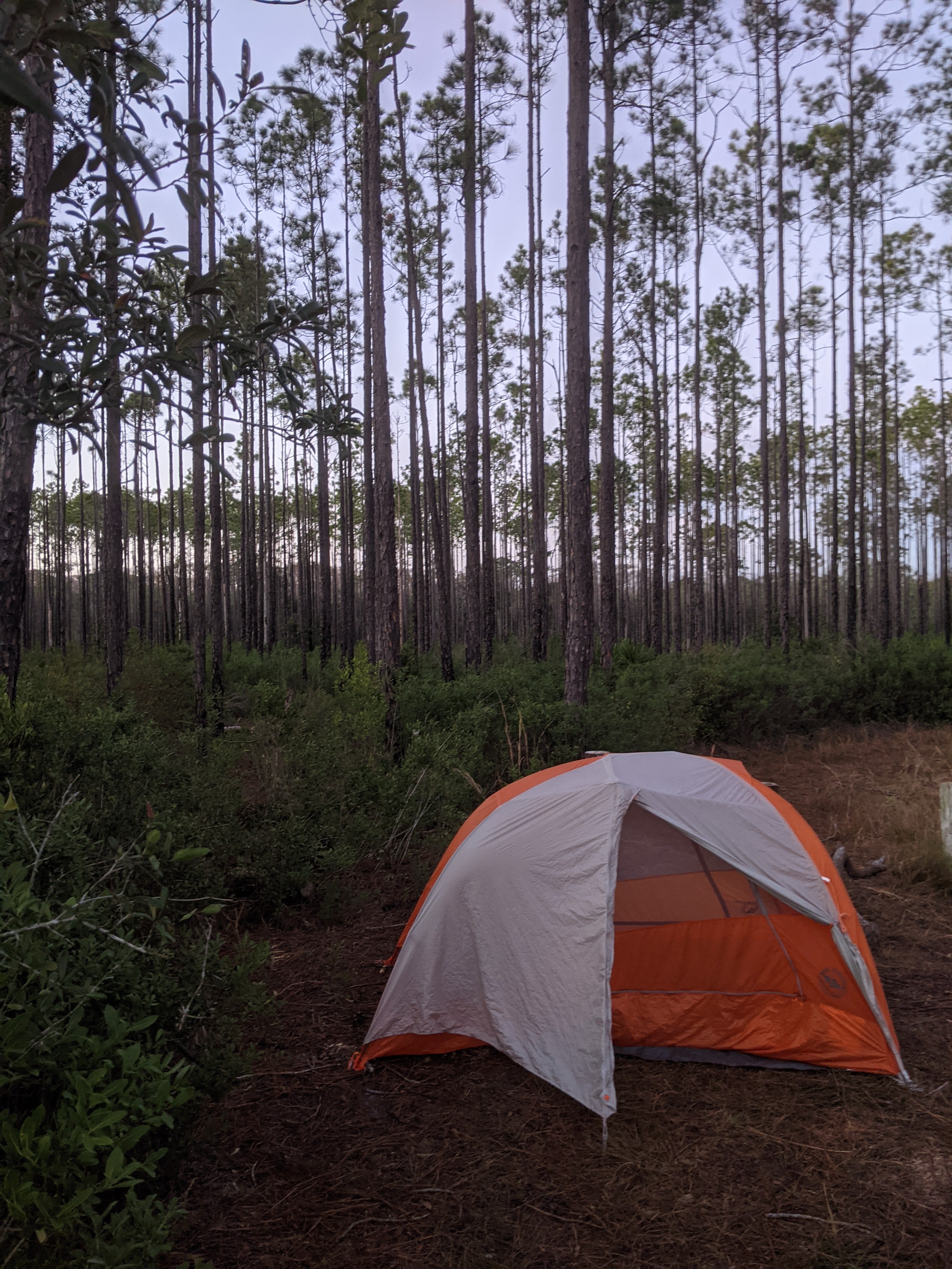 Camper submitted image from Ocala National Forest Lake Delancy East - 3