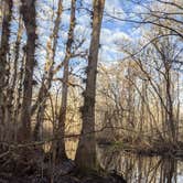 Review photo of Ocala National Forest Lake Delancy East by Courtney C., January 31, 2021