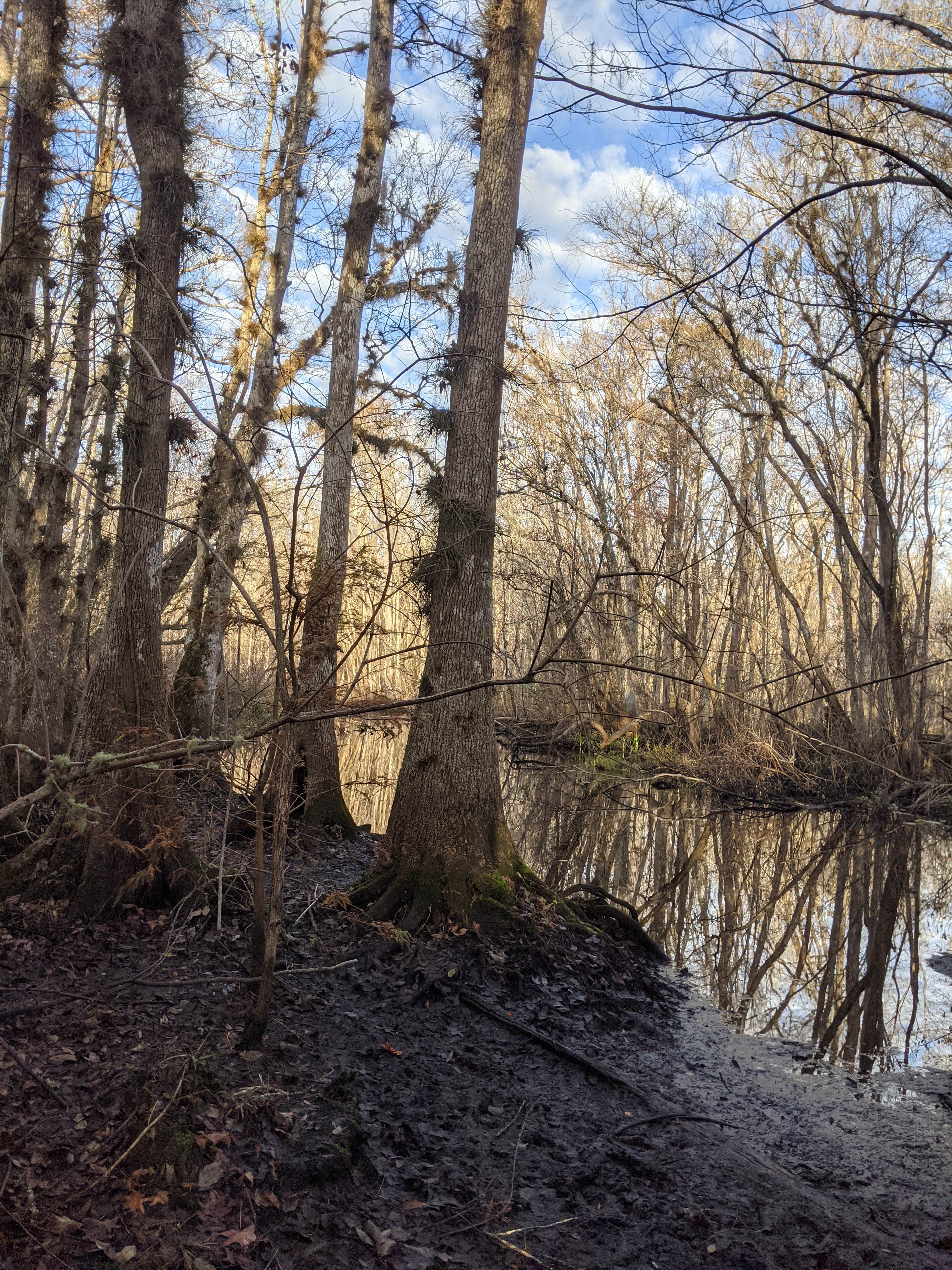 Camper submitted image from Ocala National Forest Lake Delancy East - 1