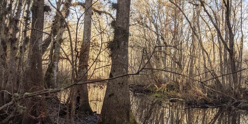 Camper submitted image from Ocala National Forest Lake Delancy East
