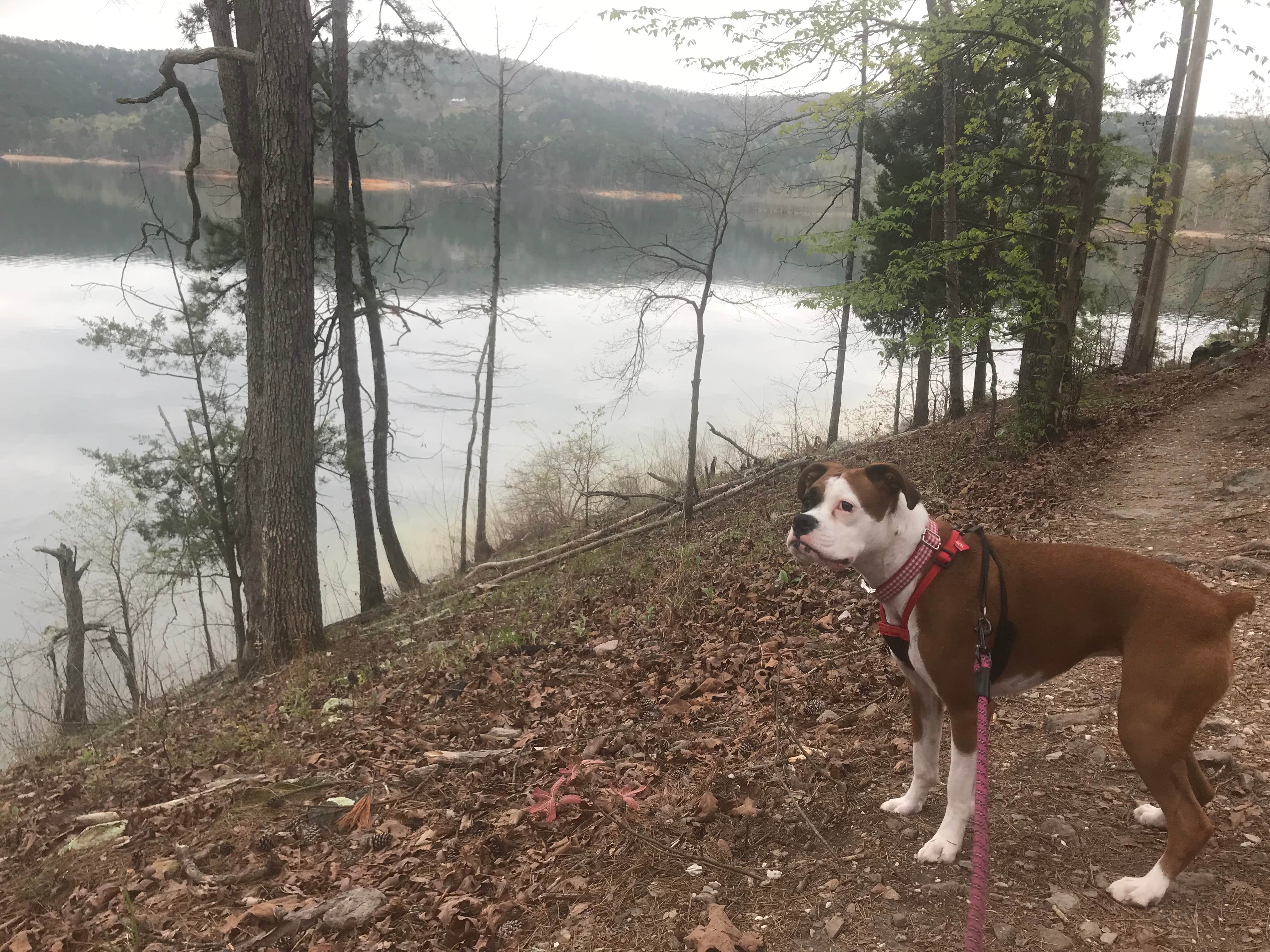 Ana A.'s photo of camping with pets at Lake Ouachita State Park Campground near Nimrod Lake
