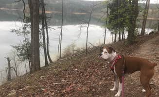 Ana A.'s photo of camping with pets at Lake Ouachita State Park Campground near Hot Springs National Park, AR