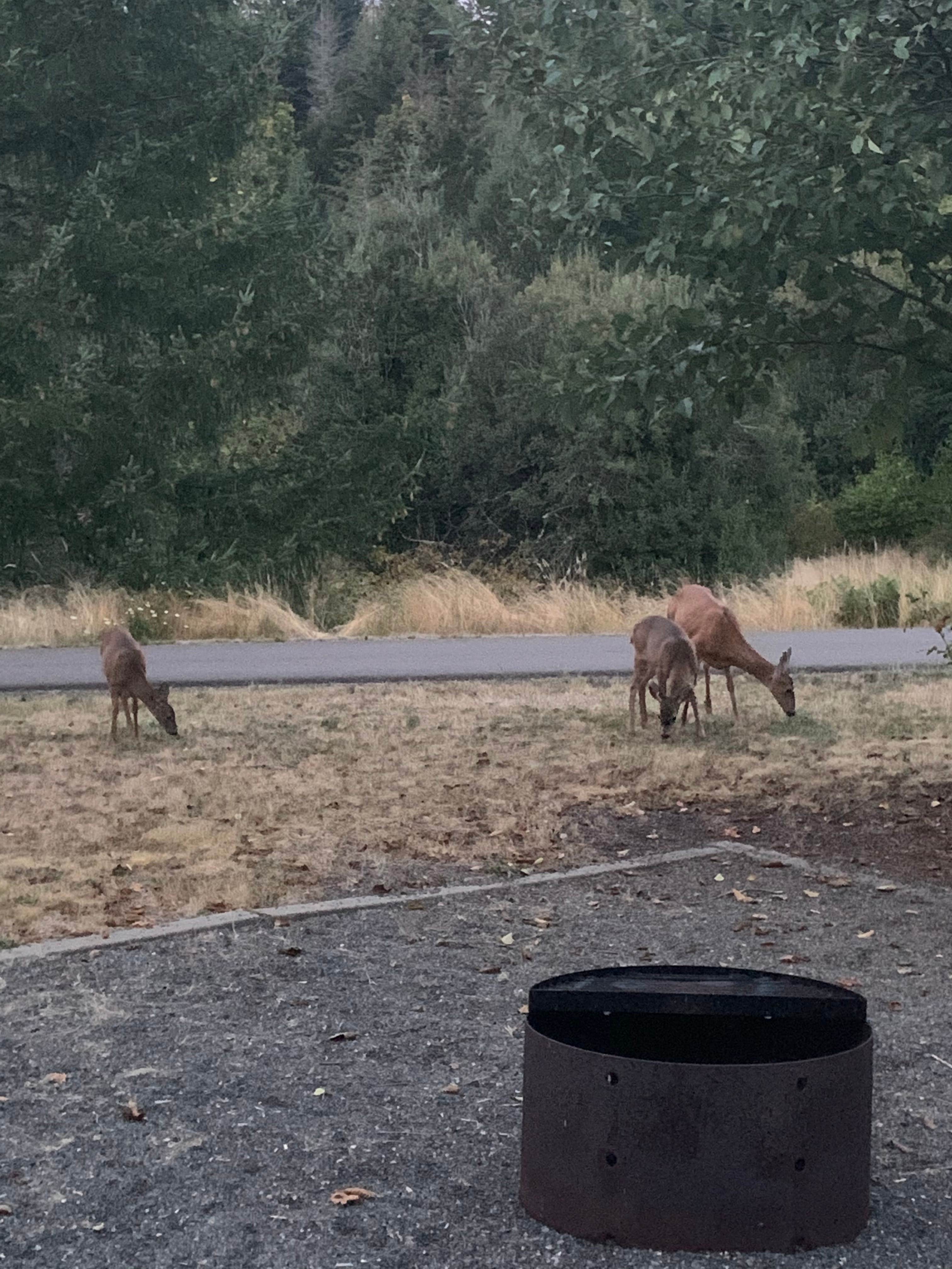 Camper-submitted photo at Hares Canyon Horse Camp — L.L. Stub Stewart Memorial State Park near Timber, OR
