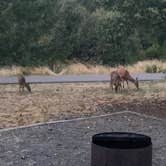 Review photo of Hares Canyon Horse Camp — L.L. Stub Stewart State Park by Shane , January 31, 2021