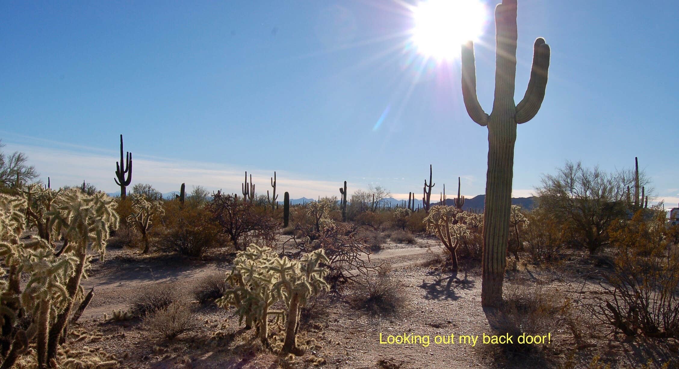Cactus Forest Dispersed
