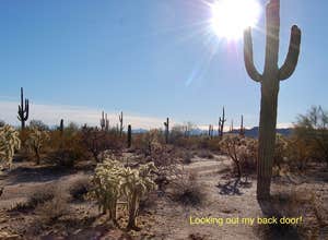 Cactus Forest Dispersed