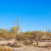 Review photo of Cactus Forest Dispersed by Shawn A., February 1, 2021