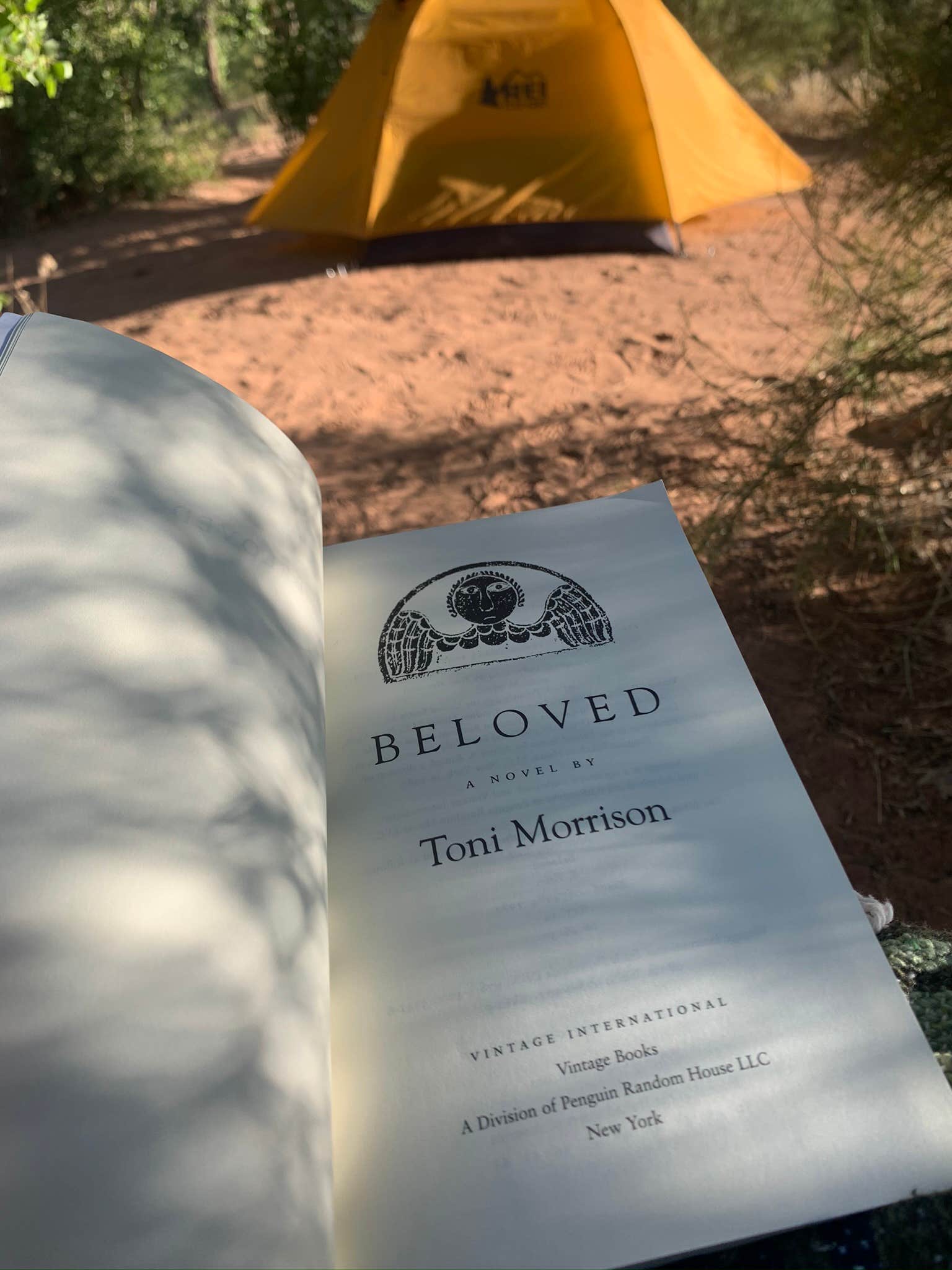 Camper-submitted photo at Kolob Terrace Road Dispersed near Rockville, UT