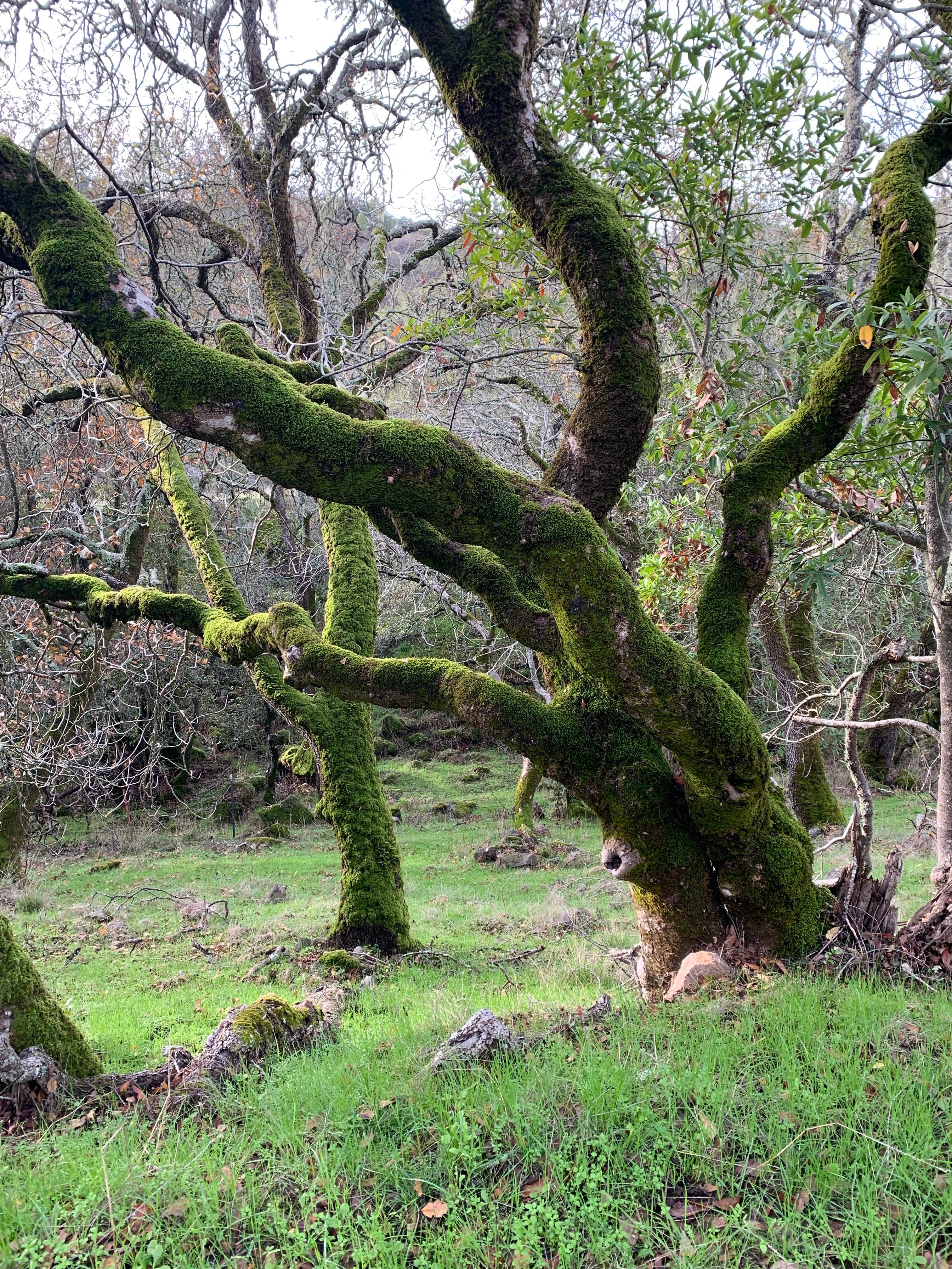Camper-submitted photo at Skyline Wilderness Park near Martinez, CA