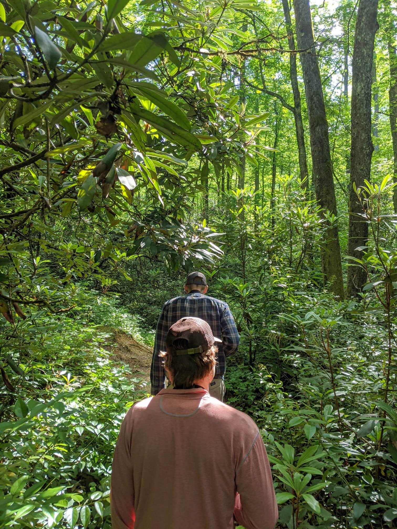 Camper-submitted photo at Burrells Ford near Balsam Grove, NC