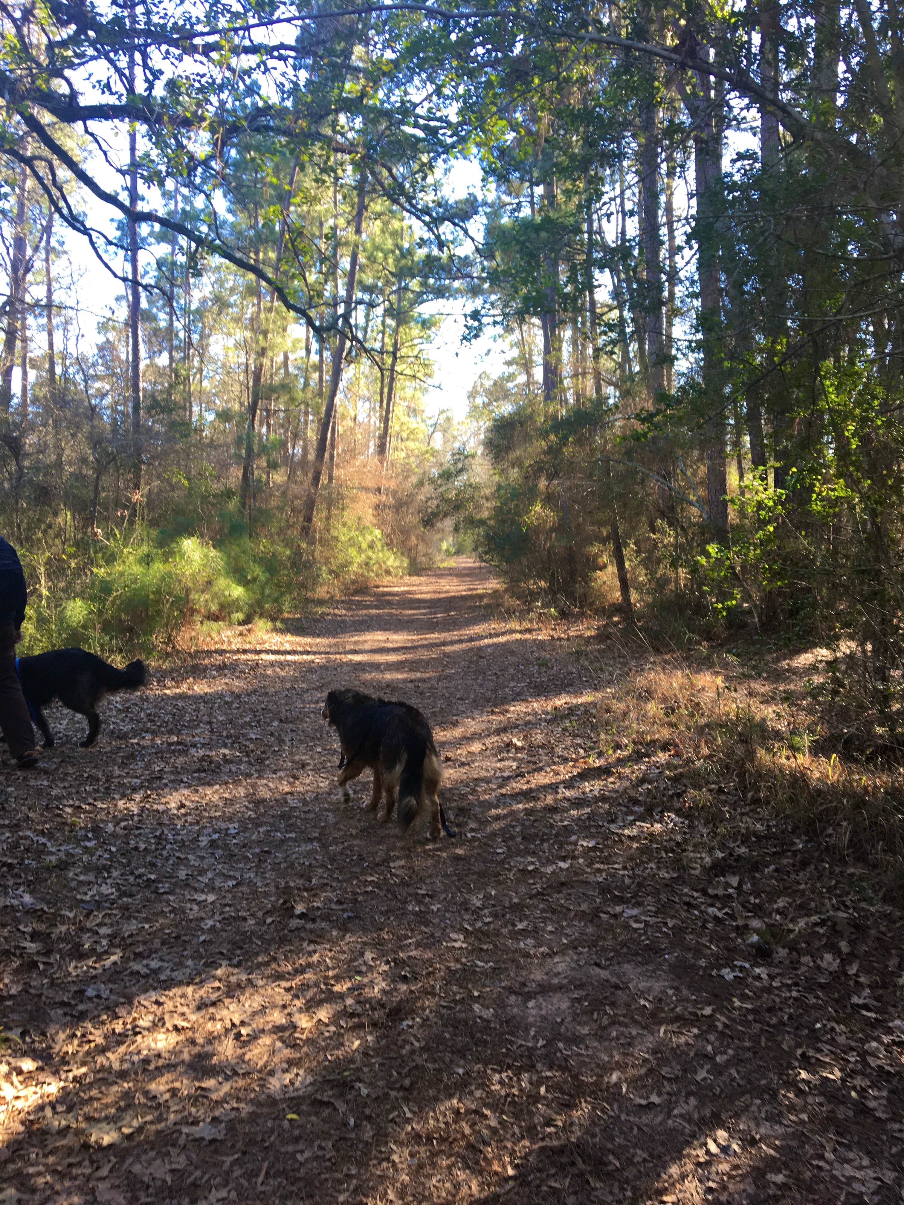 Camper-submitted photo at Lake Livingston State Park Campground near Steinhagen Lake