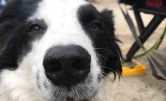 Emma J.'s photo of camping with pets at Catalina Spa and RV Resort in California