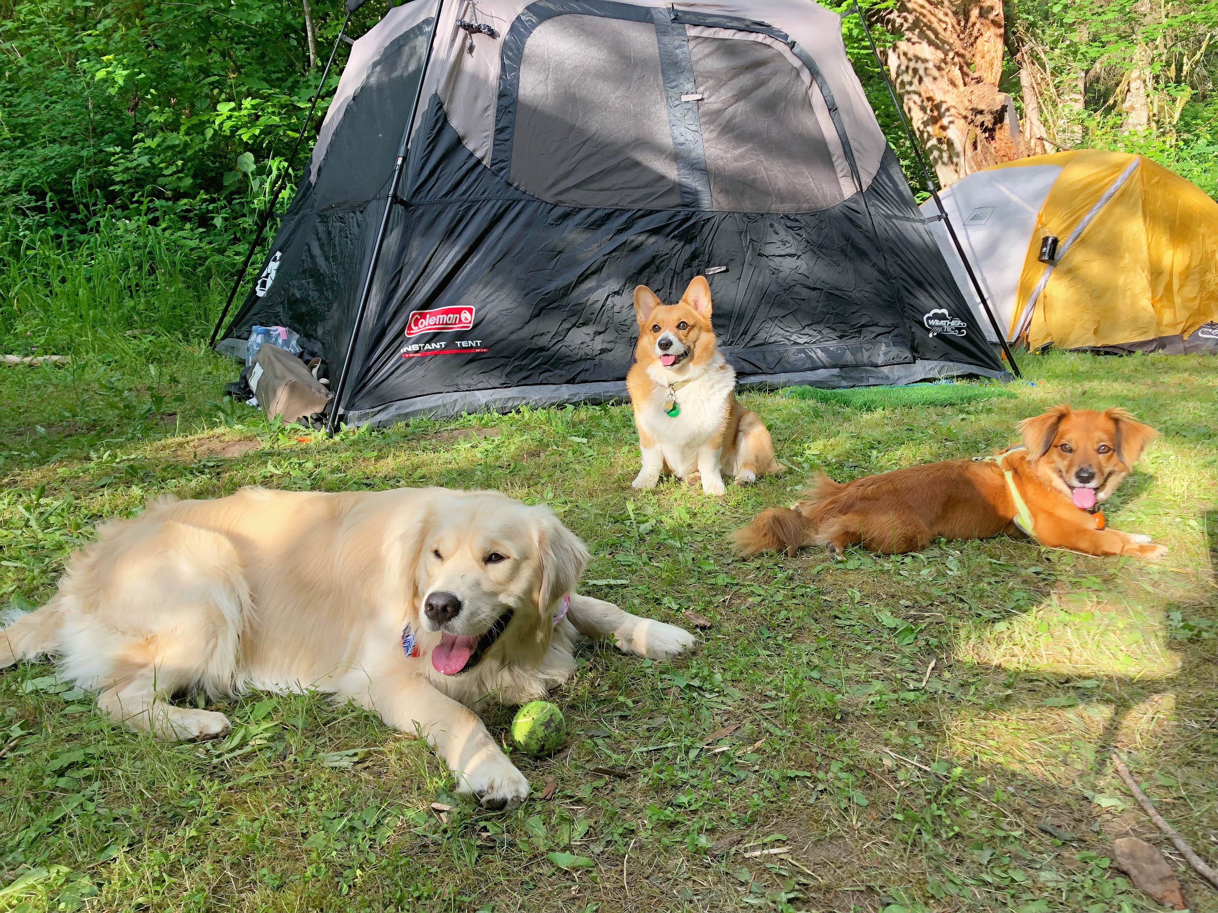Sara S.'s photo of camping with pets at Tower Rock Campground near Randle, WA