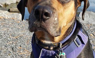 John S.'s photo of camping with pets at Nockamixon State Park Cabins near Bordentown, NJ