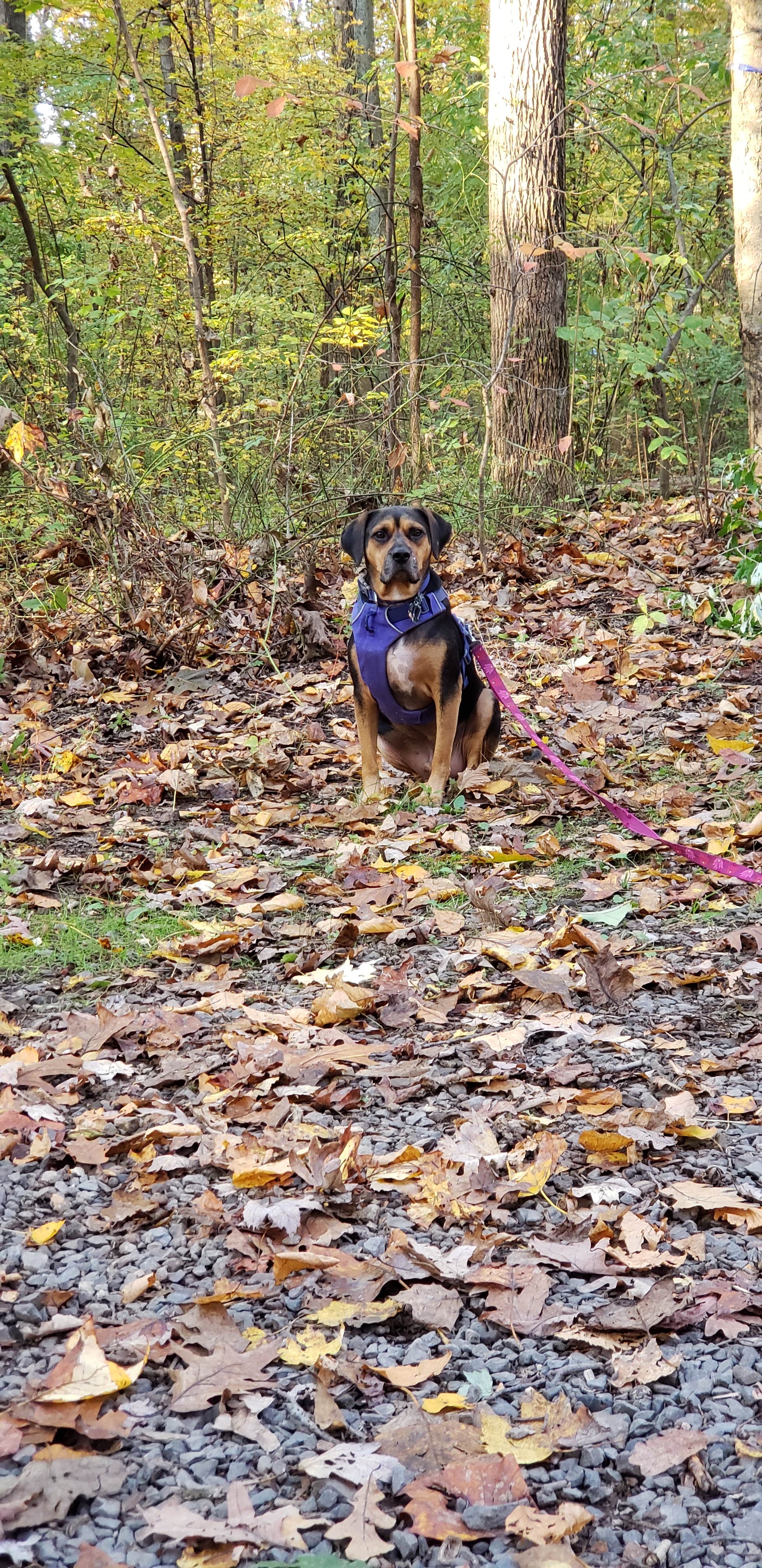 John S.'s photo of camping with pets at Nockamixon State Park Cabins near Somerset, NJ