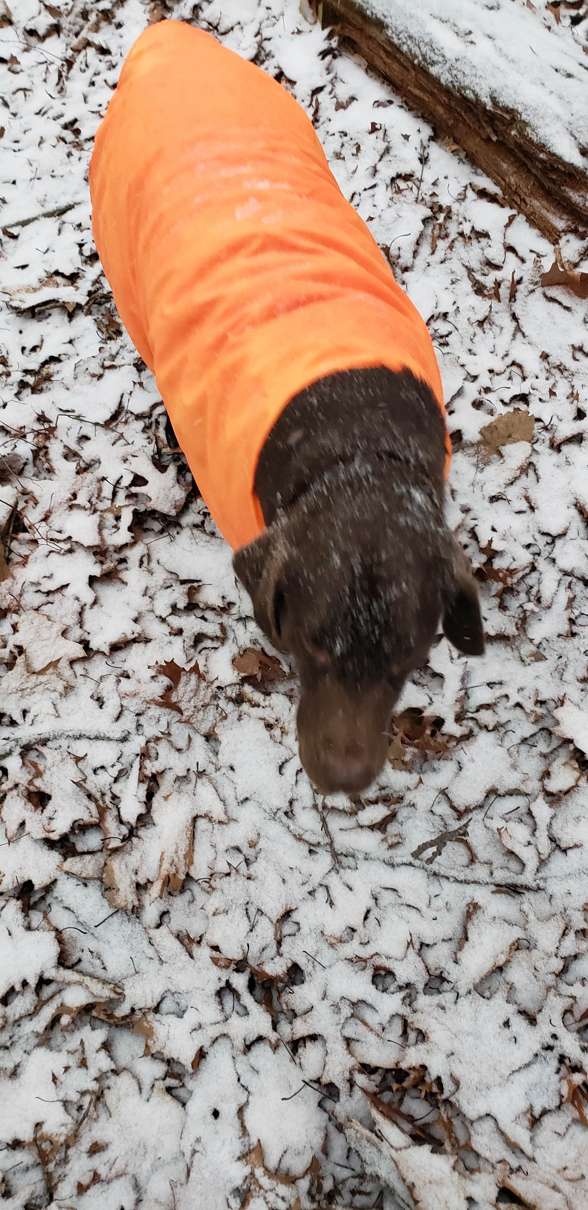 John S.'s photo of camping with pets at Michaux State Forest near Waynesboro, PA