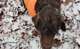 John S.'s photo of camping with pets at Michaux State Forest near Chambersburg, PA