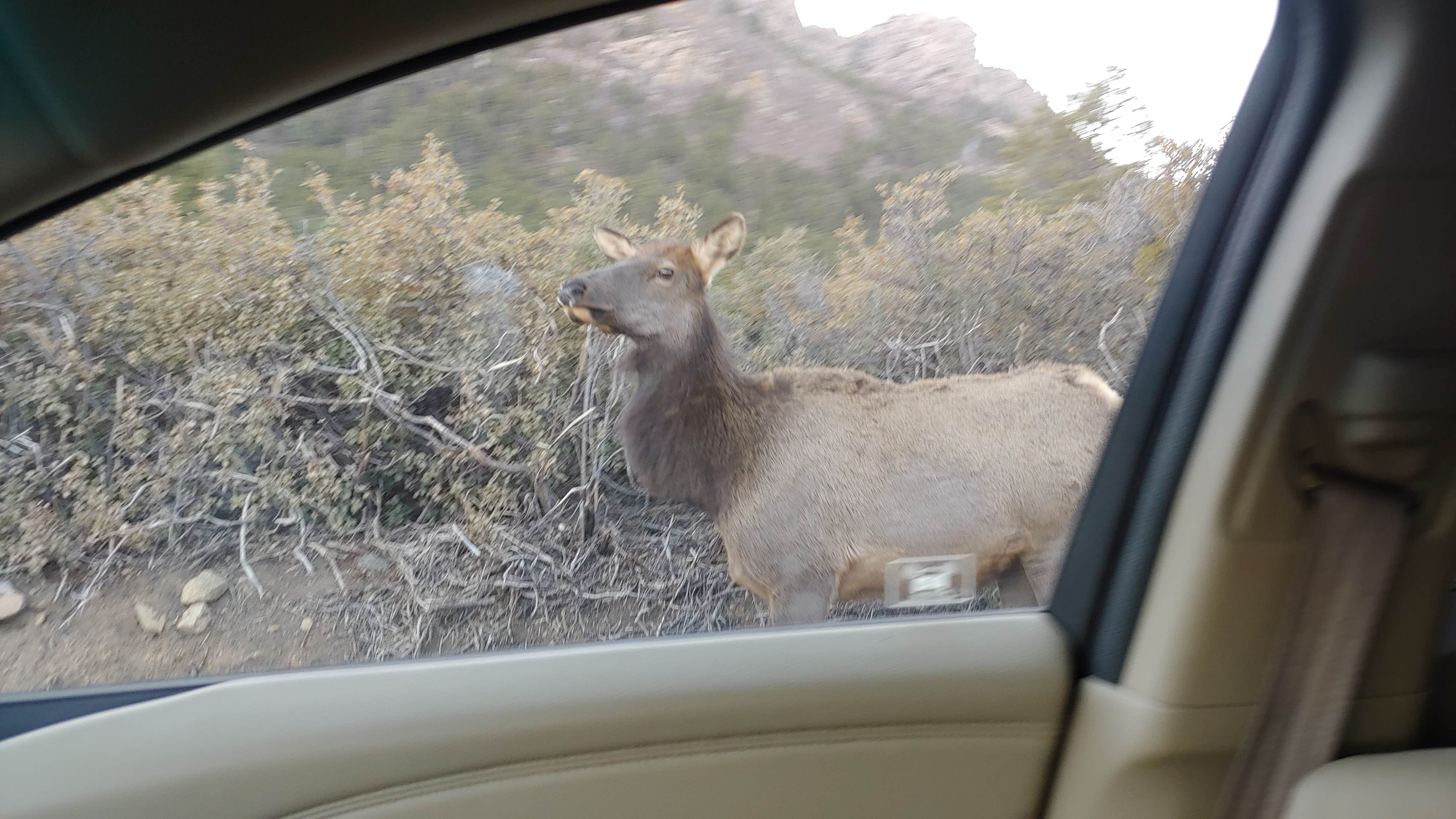 Camper-submitted photo at BLM Wild Cow Springs Recreation Area near Kingman, AZ