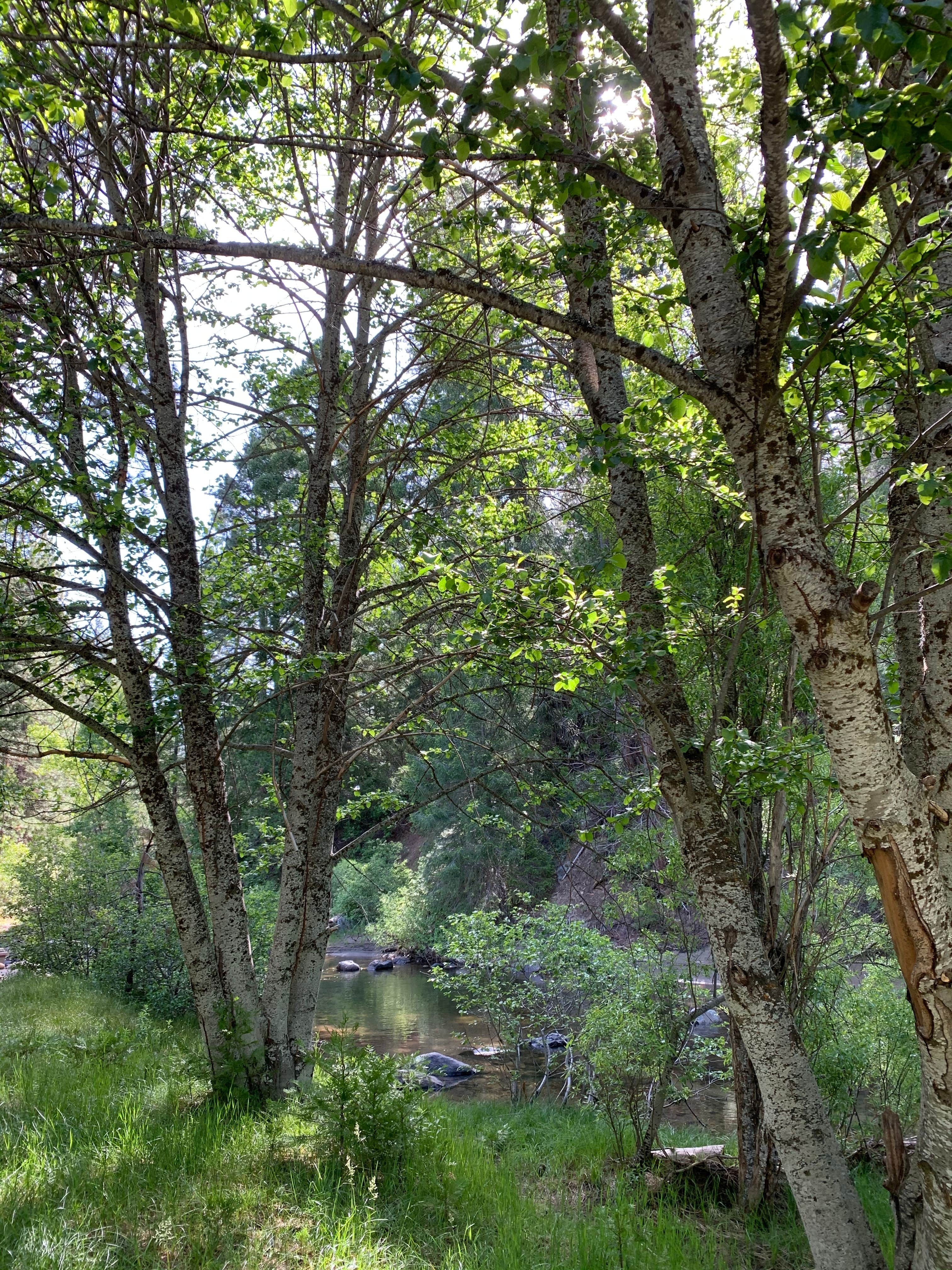 Camper submitted image from Fraser Flat Campground - 1