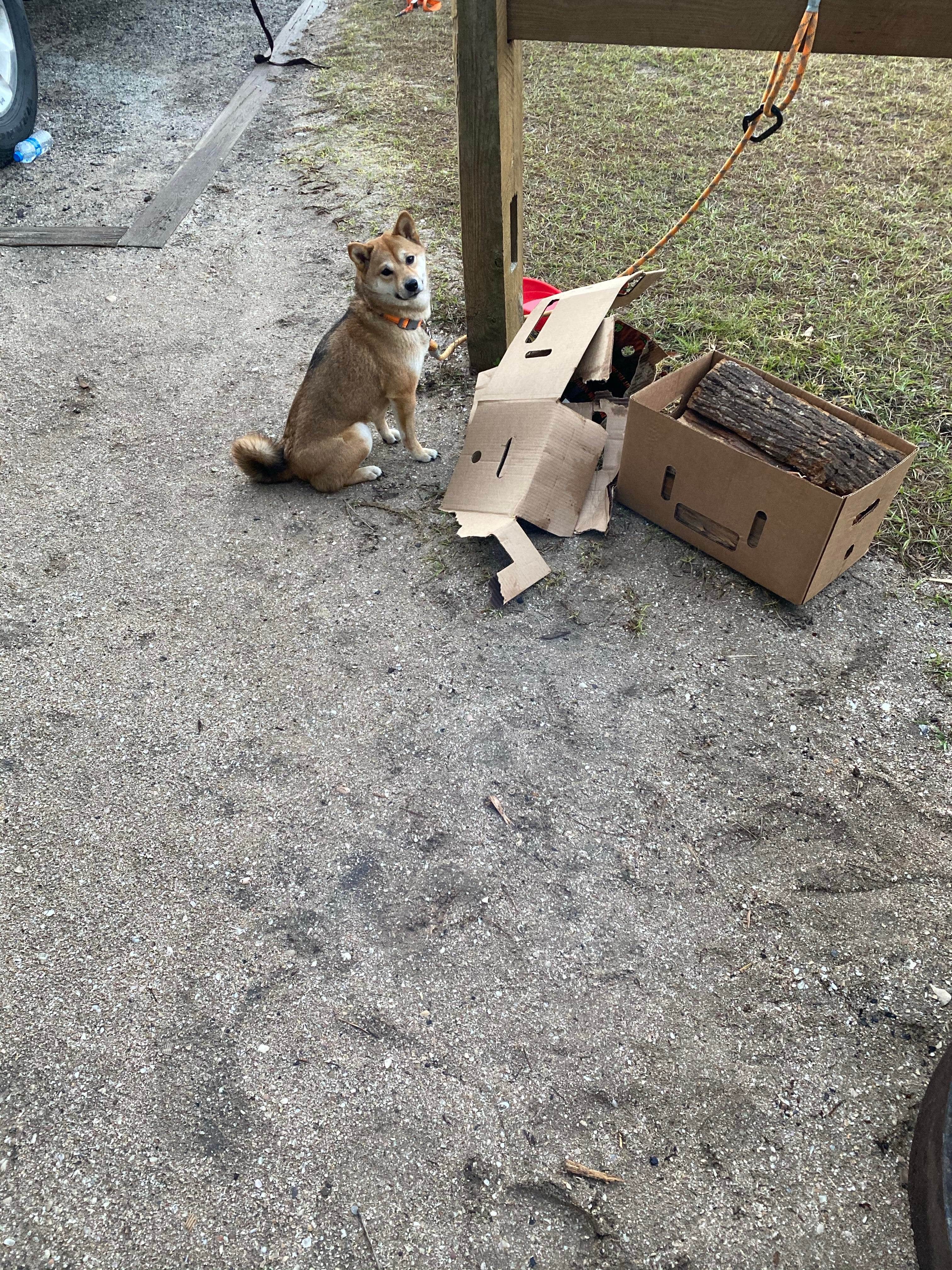 Corey L.'s photo of camping with pets at Riverside Camping — Gamble Rogers Memorial State Recreation Area at Flagler Beach near Daytona Beach, FL