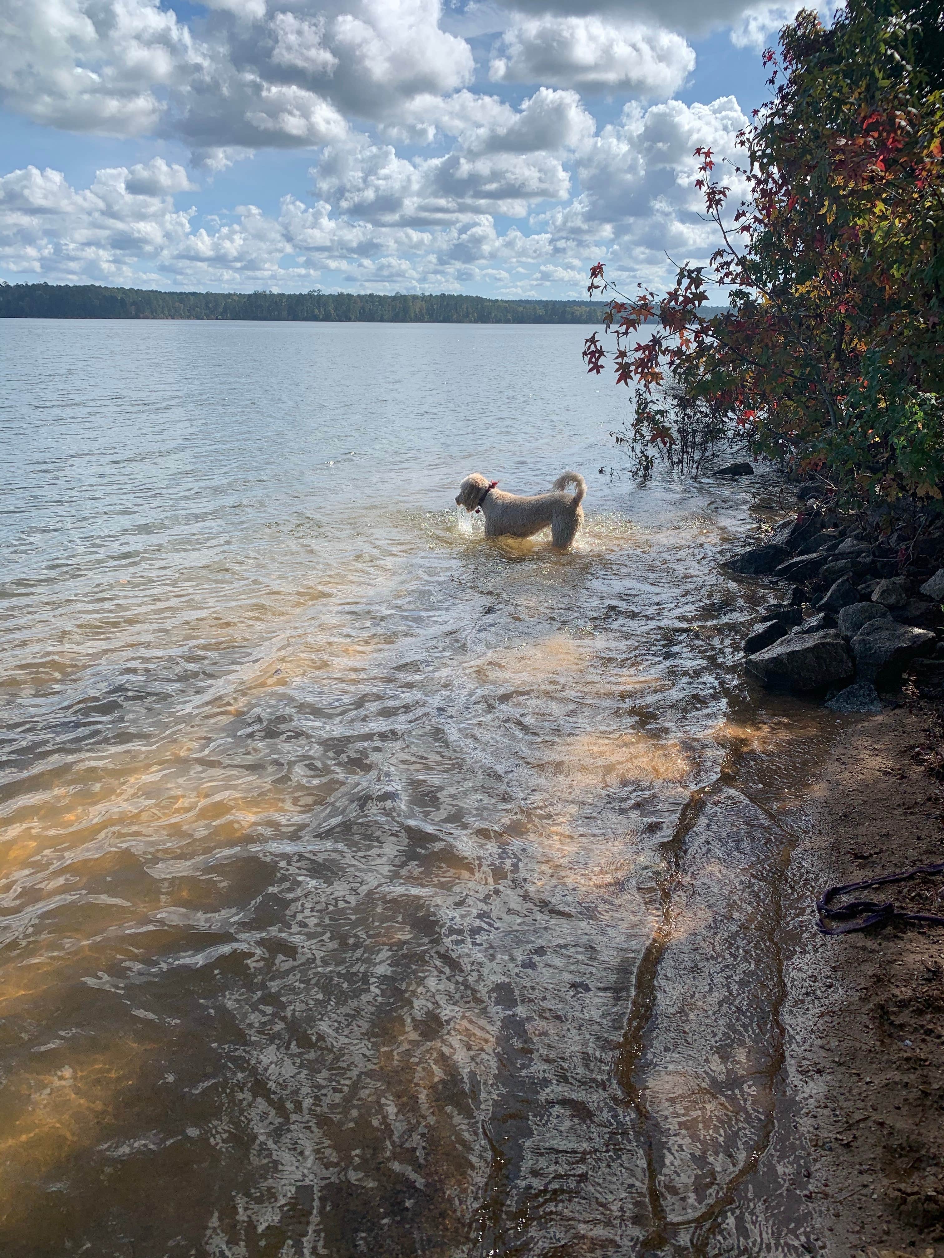 Camper submitted image from Mistletoe State Park Campground - 1