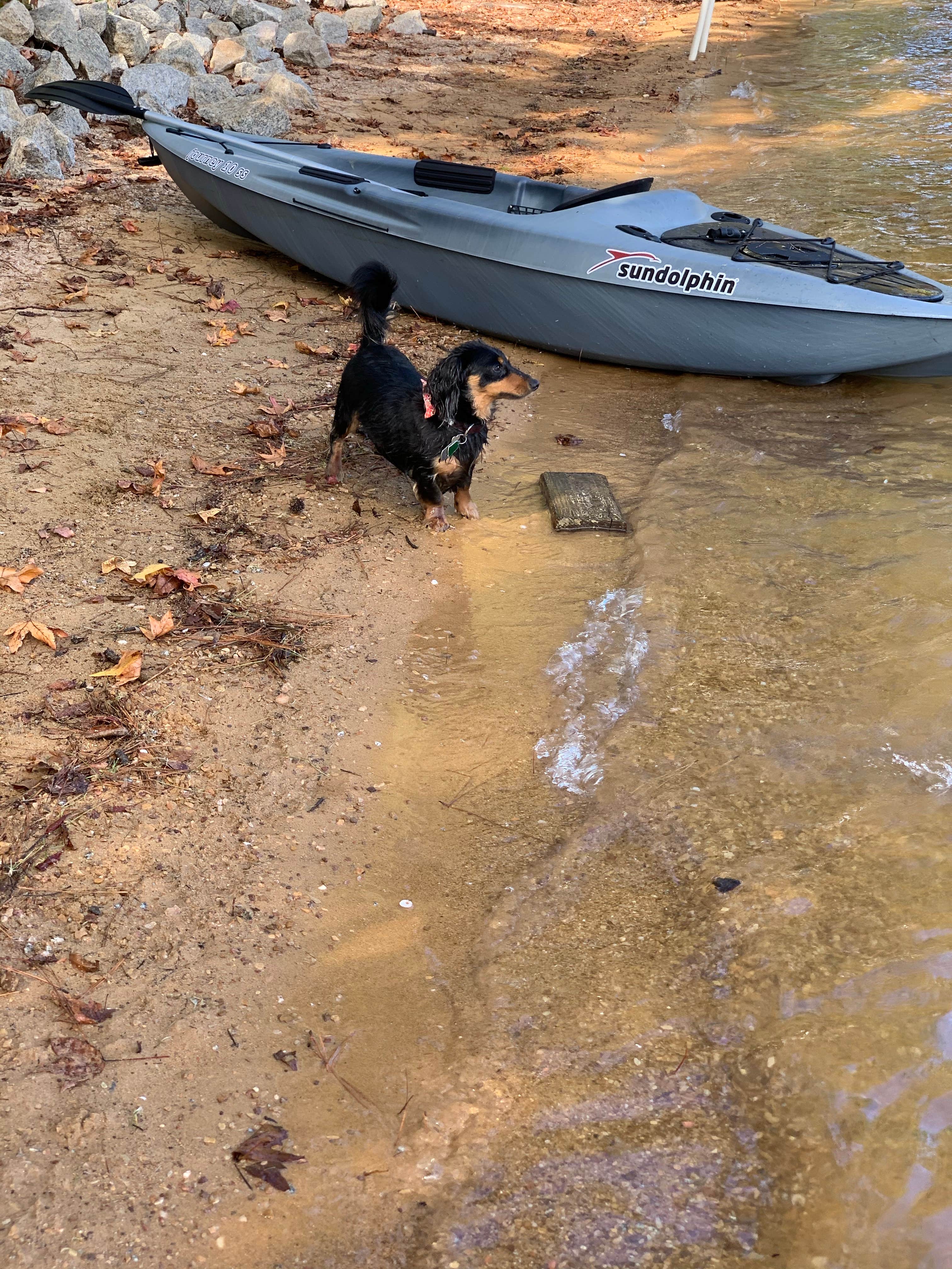 Joseph C.'s photo of camping with pets at Mistletoe State Park Campground near Modoc, SC