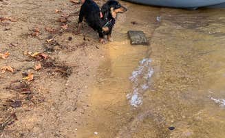 Joseph C.'s photo of camping with pets at Mistletoe State Park Campground near Louisville, GA