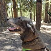 Review photo of Sitgreaves National Forest Canyon Point Campground by Krista Z., May 28, 2018