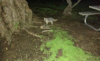 Lyle F.'s photo of camping with pets at Hermit Gulch Campground in California